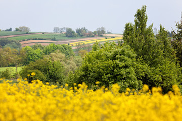 krajobraz wiejski z rzepakiem, wiosenne pole rzepakowe, naturalny krajobraz na wsi
