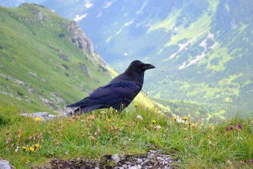 kruk w górach tatrach