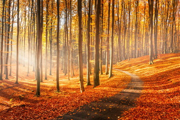 Czerwone i kolorowe jesienne kolory w bukowym lesie