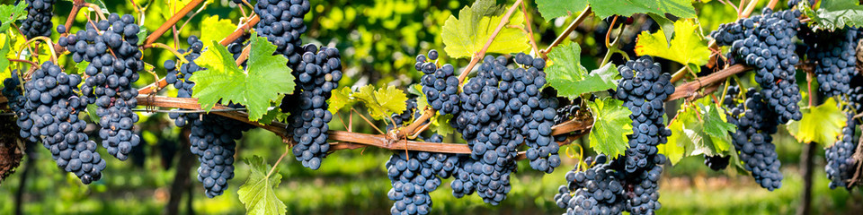 Winogrono panoramy tło