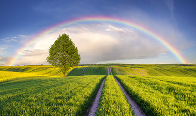 Tęcza nad wiosennym,zielonym polem