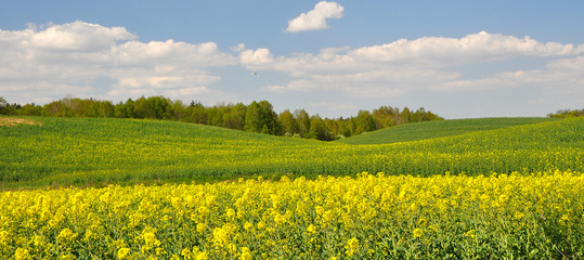 Pola rzepakiem malowane