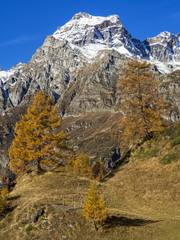 Autunno alpino ( Alpe Devero )
