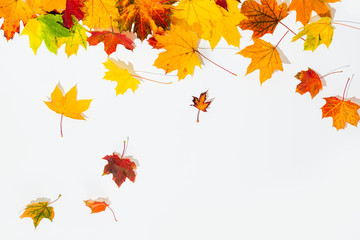 jesienne liście na białym tle