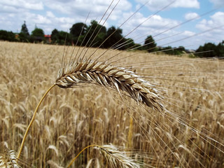 Krajobraz wiejski - pole i źdźbło pszenicy