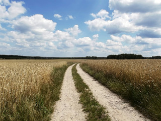 Krajobraz wiejski - pole pszenicy przedzielone ścieżką 