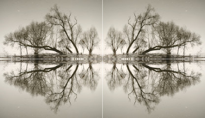 Abstrakcja z pni drzew odbijanych w wodzie