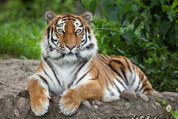 Tygrys syberyjski (Panthera tigris altaica)