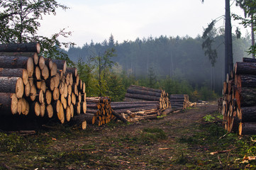 Ścięte drzewo ułożone na kupę przy drodze w lesie