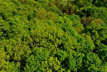 Las widziany z góry