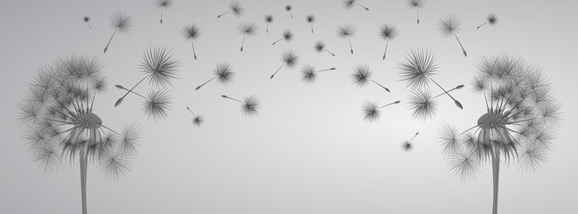 Dandelion na szarym tle. Latające zarodniki. Pojęcie życzenia, czułości i czasu letniego.