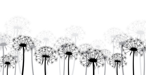 Białe tło z mniszka lekarskiego.