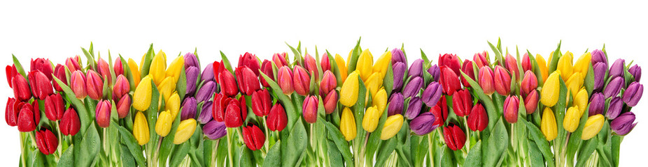 Świeżych wiosennych kwiatów tulipanów krople wody Kwiatowy banner