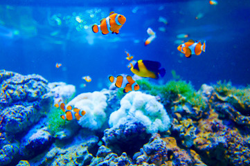 Tropikalna ryba w zbiorniku