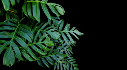 Zielone liście rośliny Monstera philodendron rosnącej dziko