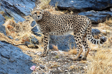 Dumny gepard w Namibii