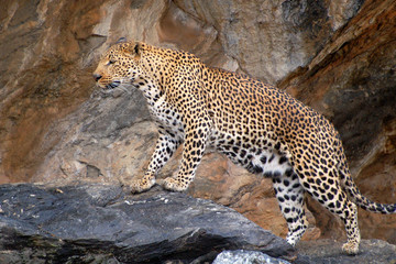 Niesamowity lampart w Namibii