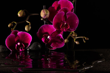 Czerwone orchidee z wodnym odbiciem