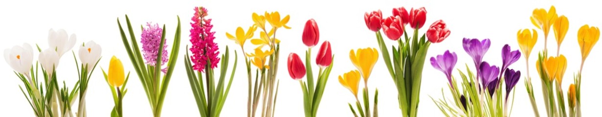 Kolekcja wiosennych kwiatów