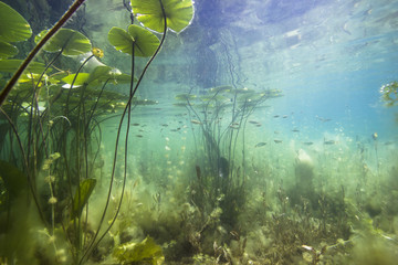 Beautiful yellow Water lily (nuphar lutea) in the clear pound. Underwater shot in the lake. Nature habitat.