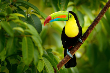 Keel-billed Toucan, Ramphastos sulfuratus, ptak z dużym rachunkiem. Tukan siedzący na gałęzi w lesie, Boca Tapada, zielona roślinność, Kostaryka. Podróże przyrodnicze w Ameryce Środkowej.
