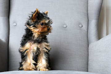 yorkshire terrier puppy