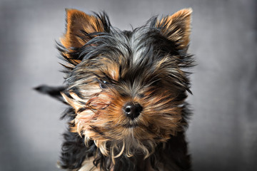 yorkshire terrier puppy