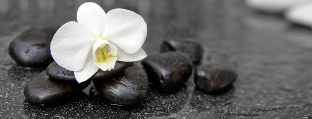 Pojedyncza biała orchidea i czarni kamienie zamykamy up.