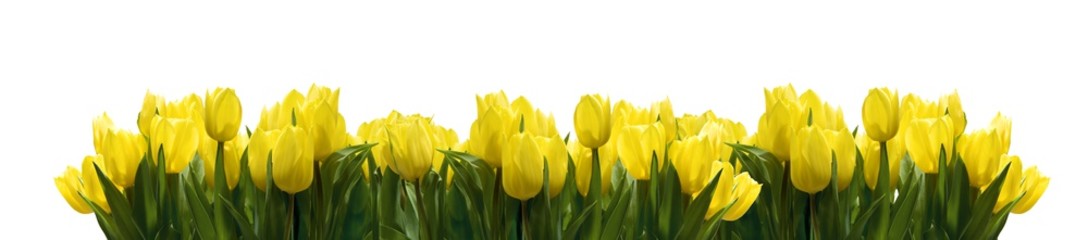 Żółte tulipany na białym tle