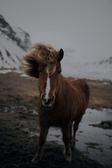 Islandzki Koń