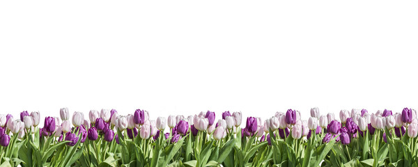 różowy i biały tulipan białe tło miejsca pozdrowienia textspace z boku na bok