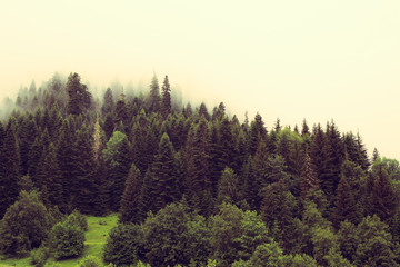 mgła w lesie w górach