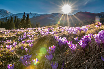 Krokusy na Polanie Chochołowskiej