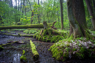 leśny rezerwat