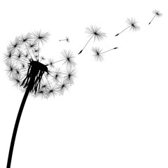 czarna sylwetka mniszka lekarskiego