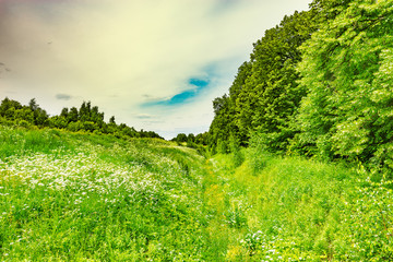 Green meadow with ditch.