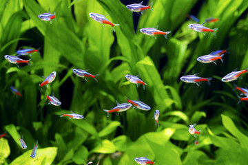Neonowa tetra