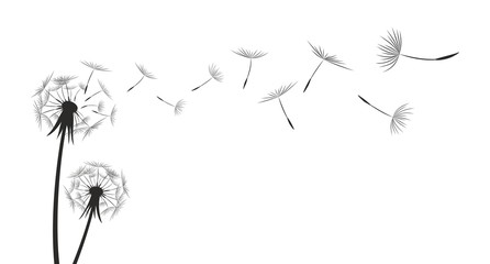 Dandelion kwiat pola.