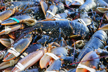 Blue Breton lobster at a seafood market in Brittany