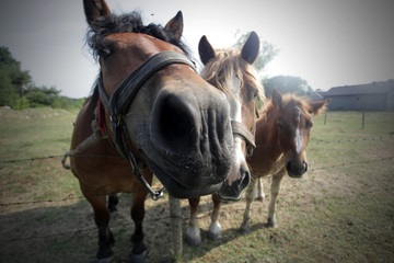 trzy zabawne konie na pastwisku