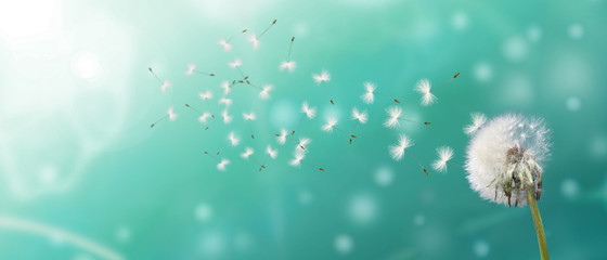 Piękny mniszek lekarski