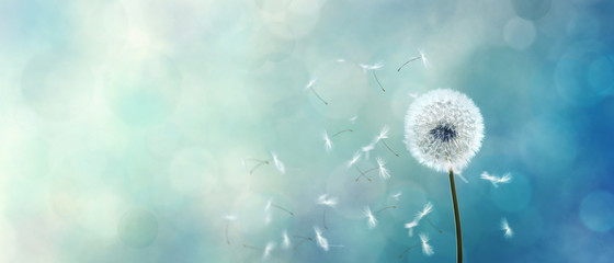 Piękny mniszek lekarski