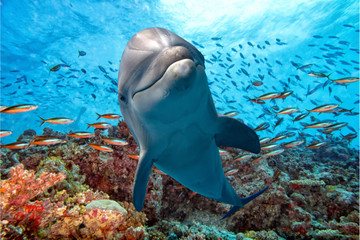 delfin pod wodą na rafie z bliska