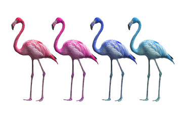 kolorowe flamingo na białym tle
