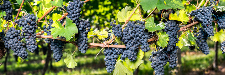 Grapevine jako tło panoramy
