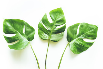 Prawdziwi tropikalni liście tła na bielu. Botaniczna natura concept.flat kłaść