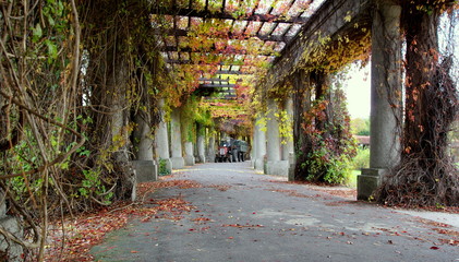 Traktor wewnątrz wrocławskiej pergoli - ogrodnictwo oraz jesienne porządki, zebrane liście na przyczepie