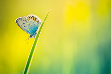 Koncepcja tło natura. Piękne lato natura łąka tło. Kwitnąca zielona łąka na wiosennym świetle słońca. 