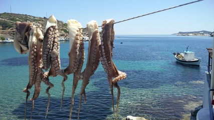 Octopus