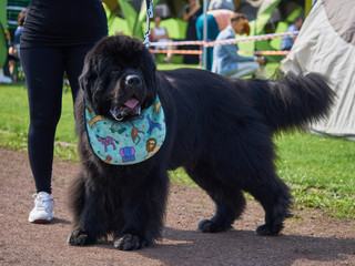 Duży czarny pies ze śmiesznym śliniaczkiem.